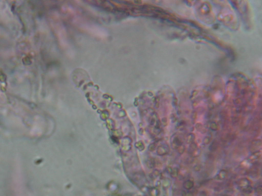 Quiz N.8 (Hyphoderma sambuci)